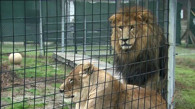 Animal preserve director discusses changes following fatal mauling