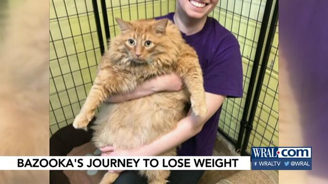 Bazooka Joe, 35-pound cat, to go through weight-loss program in Raleigh