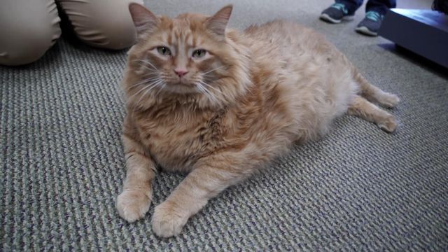 Overweight cat finds new home after owner's death