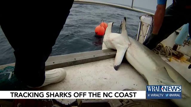 There are 20 to 30 species of shark off the NC coast