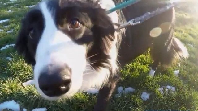 Local group can't rescue dogs in China due to coronavirus concerns