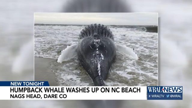 Dead humpback whale washes up along Outer Banks