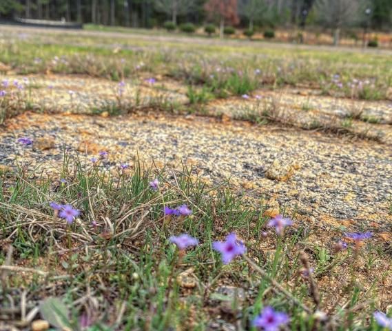 Remains of a runway from Raleigh Municipal Airport