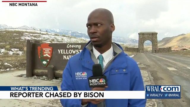 Reporter chased by bison while filming