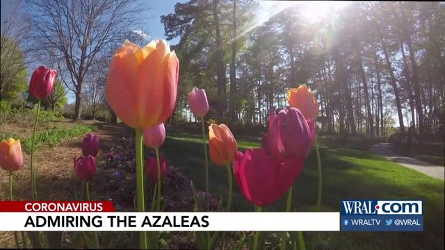 Admiring the WRAL Azalea Gardens that's now in full bloom