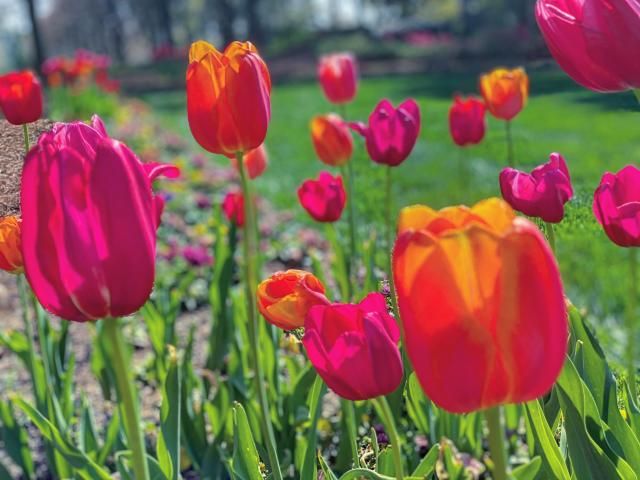 Floating tulips in the WRAL Azalea Garden