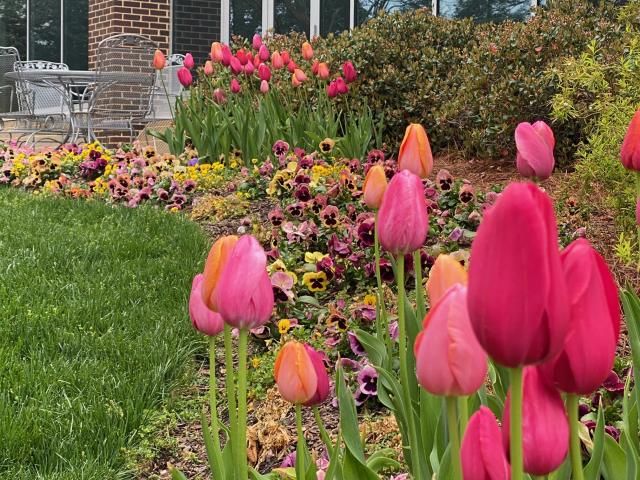 Tulips and azaleas