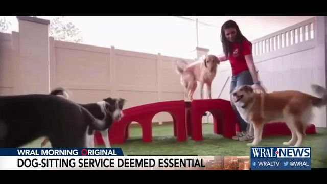 Dog care facility deemed essential 