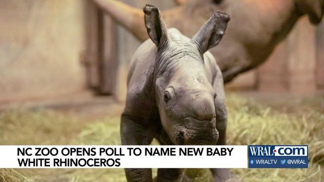 NC Zoo holding contest to name newest southern white rhino