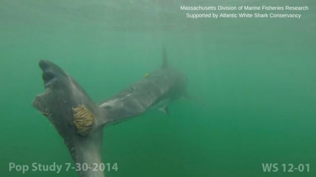 Chex, Atlantic White Shark Conservancy
