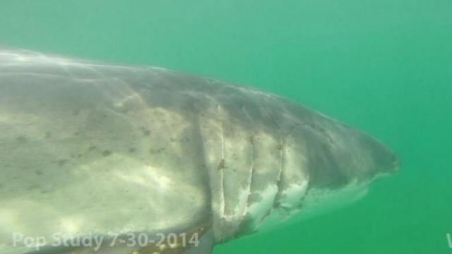 Chex, Atlantic White Shark Conservancy