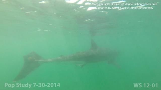 Chex, Atlantic White Shark Conservancy