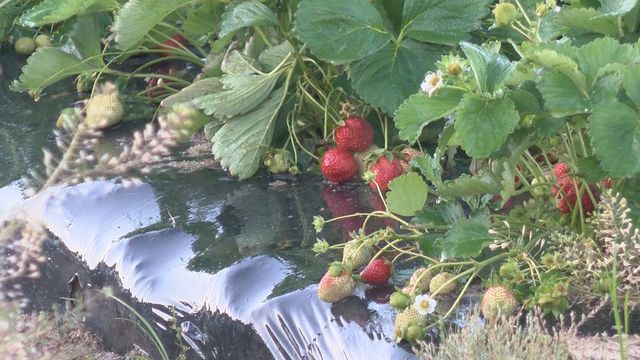 Overnight frost a danger to young strawberry crop