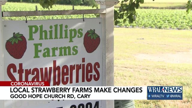 With business up, local strawberry farm hires workers who were recently unemployed