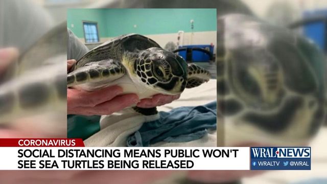 Social distancing prevents public from seeing sea turtle releases