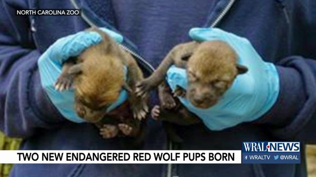 Two more red wolf pups born at NC Zoo