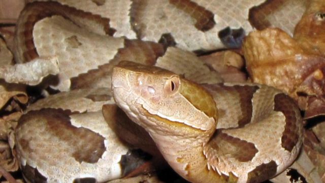 Watch out for copperhead snakes