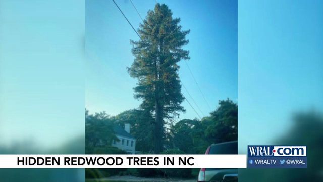Hidden Redwood trees in Raleigh and across NC