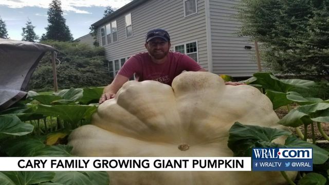 The behemoth in Cary: Family's pumpkin close to 700 pounds and isn't done growing yet