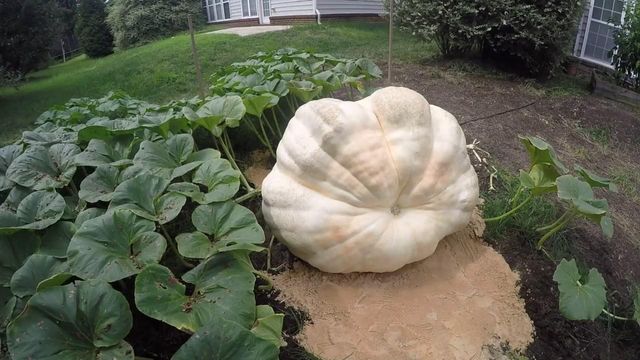Cary family's pumpkin grown for fun during pandemic now nearly 800 pounds