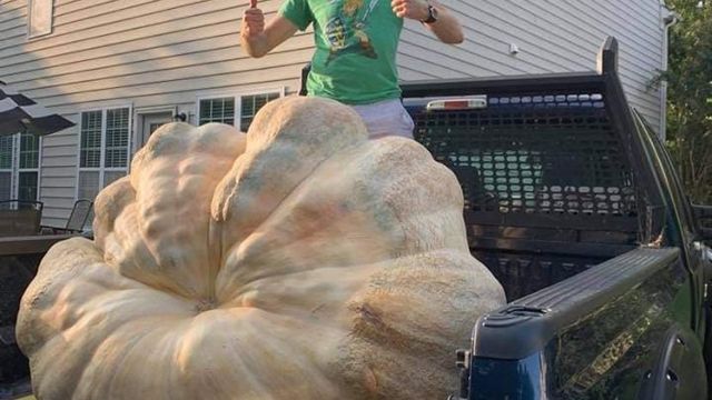Cary family's pumpkin grown for fun weighs over 750 pounds 