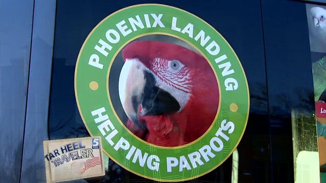 Parrots in need of home find sanctuary with woman in N.C. mountains