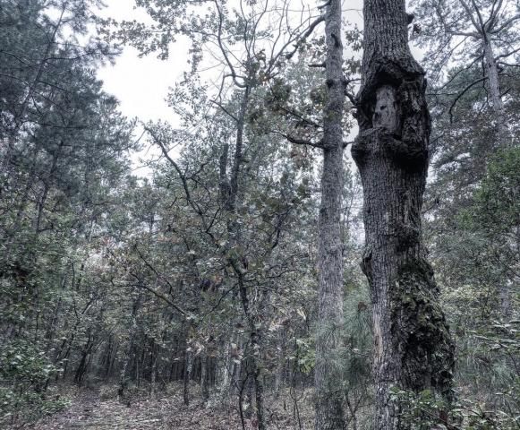Devil's Tramping Ground