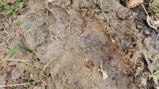 Bigfoot lives in the Uwharrie National Forest
