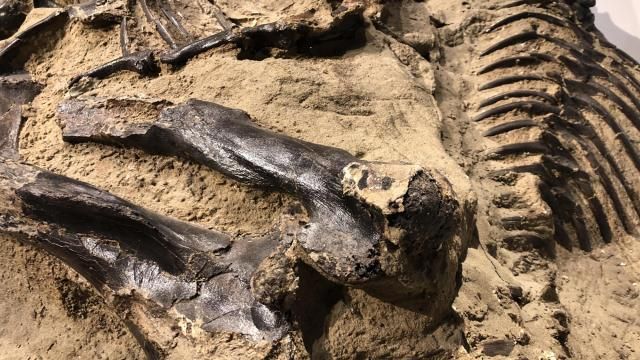 T. rex leg bones and rib cage