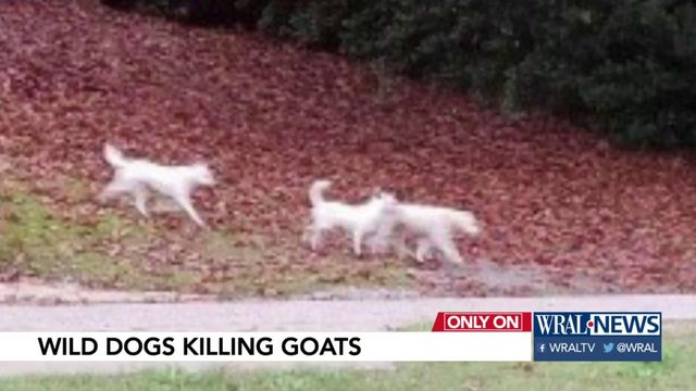 Wild dogs killing goats in Fayetteville