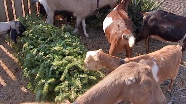 Old Christmas trees turn into goat buffet 