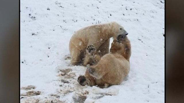 Polar bears in the United Kingdom enjoy a rare snowfall 