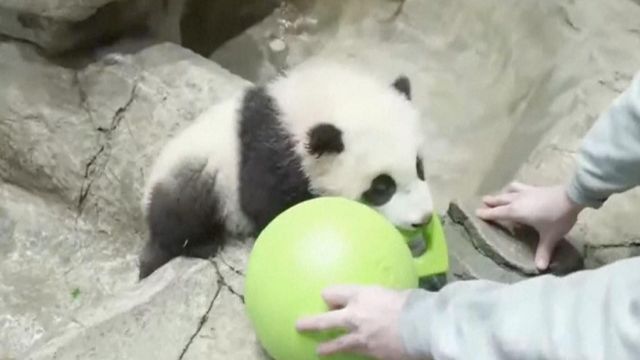 Young panda playing with a ball? Yes, please