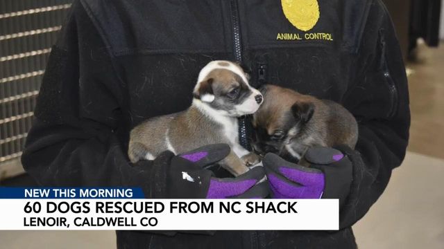 More than 60 dogs, puppies rescued after being neglected in NC shack