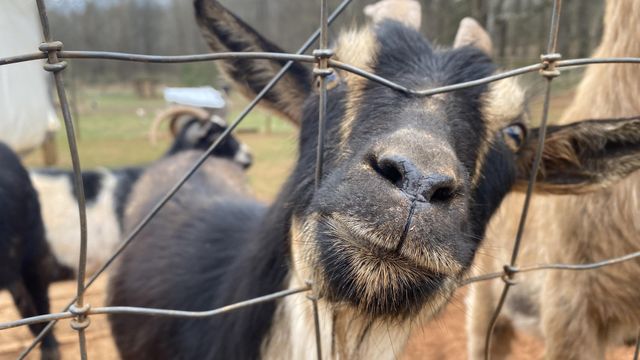 Snuggle and feed goats at Spring Haven Farm
