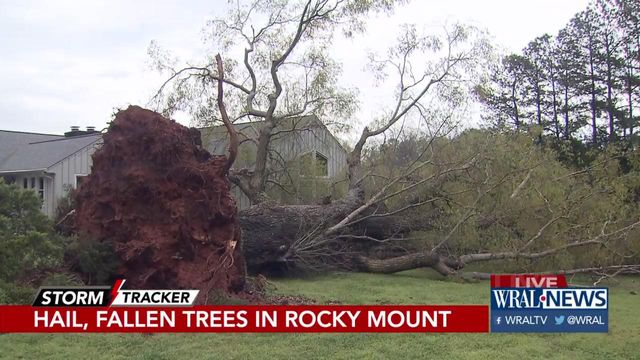 'We need to go run:' Family describes panic as storm drops golf-ball-sized hail, topples huge tree by their home