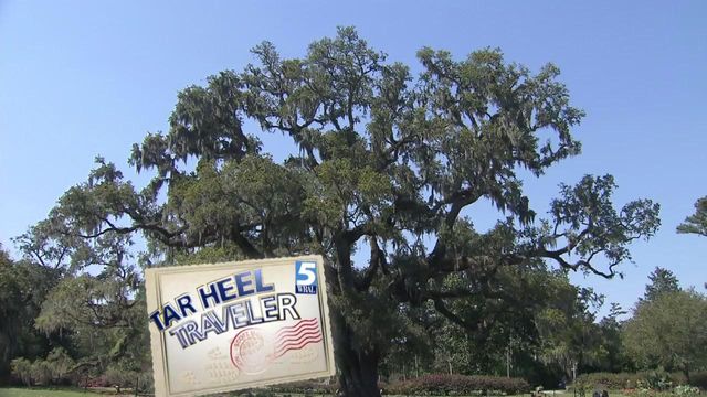 500-year-old oak tree centerpiece at Airlie Gardens 