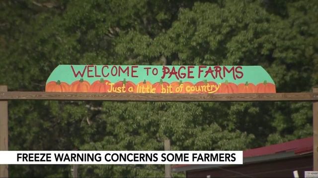 Freezing temperatures threaten local strawberry farms
