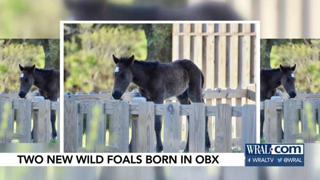 Two new wild foals born in OBX 