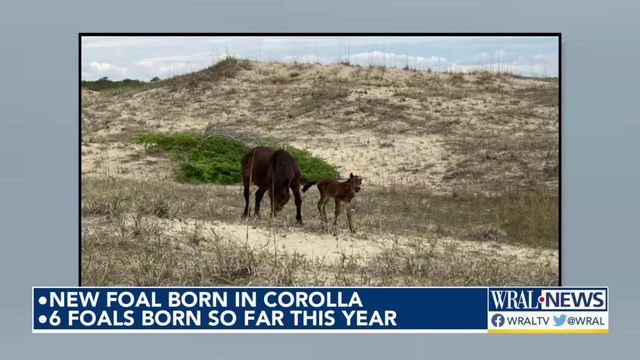 New wild horse foal born in Corolla along Outer Banks