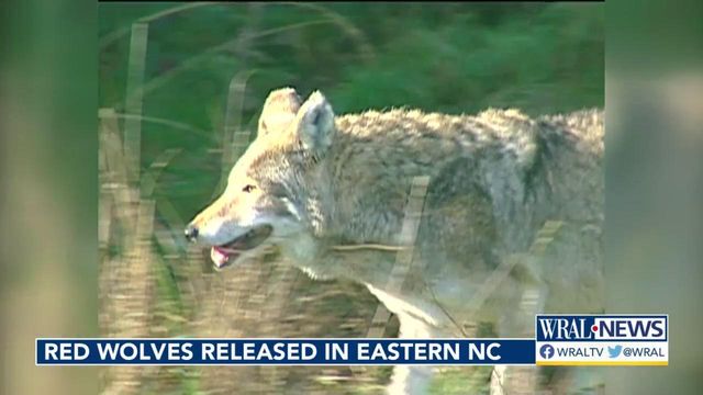 Red wolves released back into the wild in eastern NC