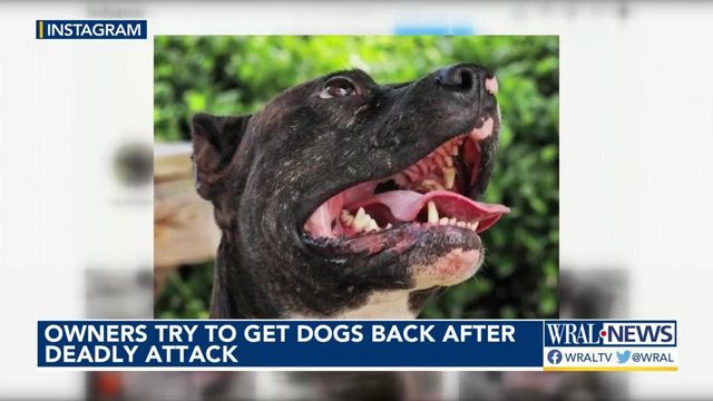 Owners ask for dogs' return after attack that killed child