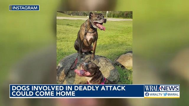 A closer look at the state law that could allow dogs that killed 7-year-old to return home