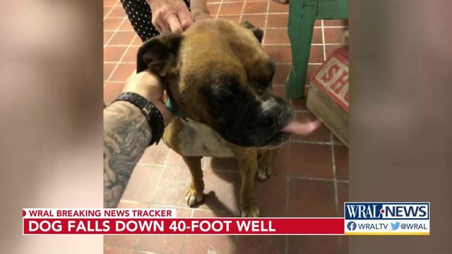 Ruff night: Dog rescued safely after falling down 40-foot well