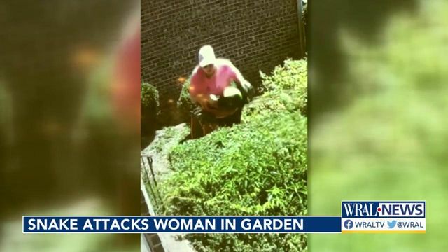 Snake attacks NC woman in her garden 