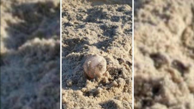 First sea turtle nest of the year found at Topsail Island 