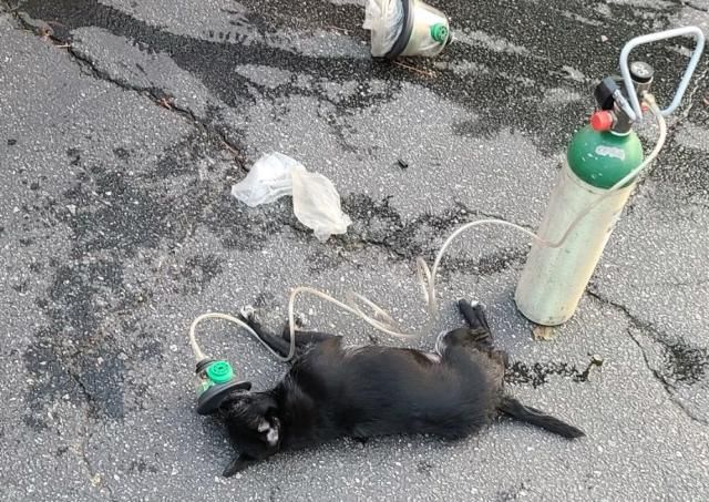 A small dog passed out due to smoke inhalation, but was given oxygen and is doing well now.