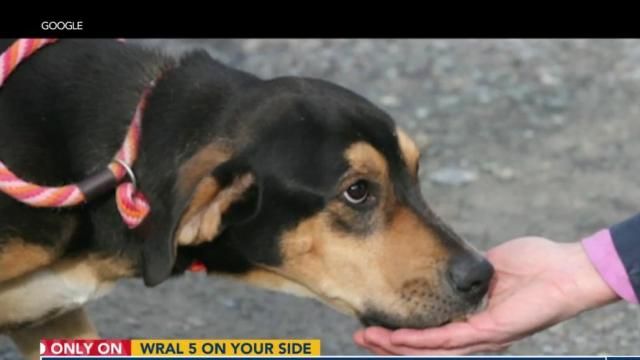 Stopping a Santa Monica Dog's Ankle Biting: Dog Gone Problems