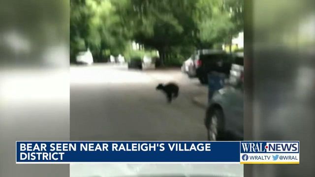 Bear spotted near Raleigh's Village District 