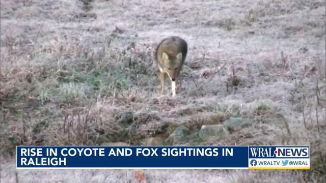 Raleigh sees rise in coyote, fox sightings